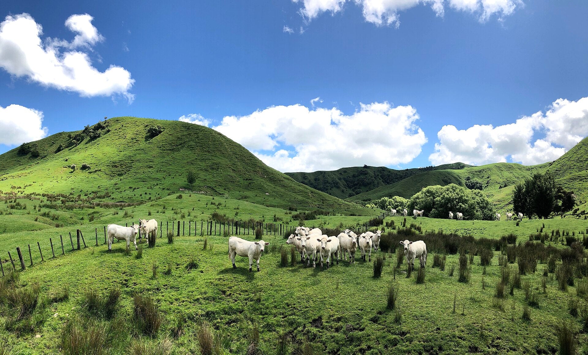 Cattle grazing on green New Zealand hill pasture