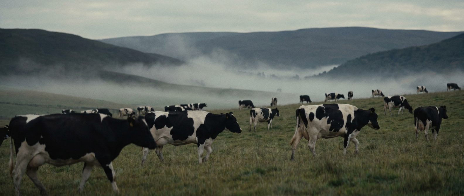 Dairy cattle grazing on New Zealand high-country pasture at dawn, mist lying in the valley behind them.